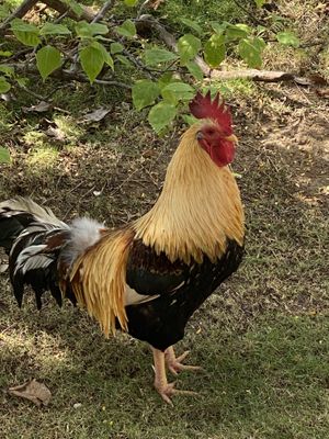 Friendly rooster  at Rincon del Sabor  in Vieques