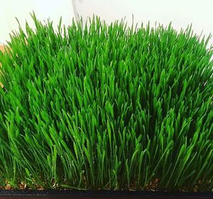 Wheatgrass, green is my favourite colour at Little Green in Raglan