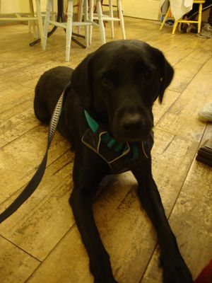 Dogs made very welcome! at Buttercups in Cromer