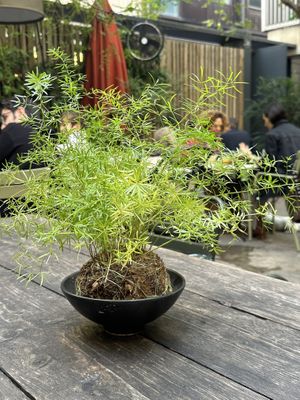 Cute plant!  at Les Filles Cafè in Barcelona