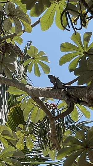 Iguana hanging in the tree  at Yasmina's Itzalanyasayan in San Francisco