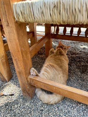 Friendly kitty   at Yasmina's Itzalanyasayan in San Francisco