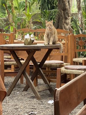   at Yasmina's Itzalanyasayan in San Francisco