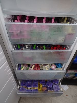 raw vegan ice-creams at Verde Mango in Bogota