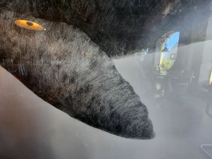 The fin of the whale picture by Solveig Bergene. at Bellies in Stavanger