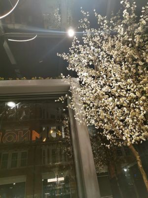 Indoor trees  at Namaste@OMNOM in North London