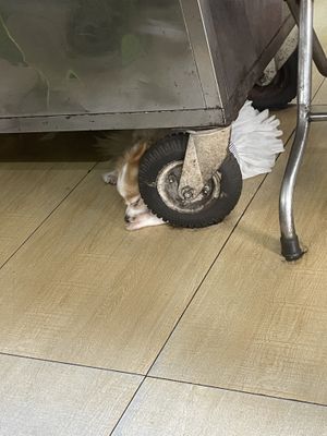   at Pho Chay Nhu in Ho Chi Minh City