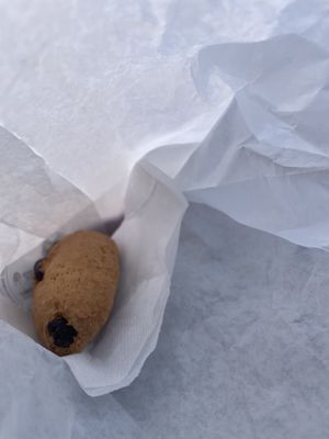 Biscuit  at Panificio Giovanni Volpe in Venice