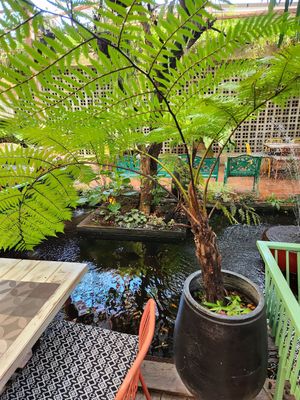  at Downtown - Vegan Garden Restaurant in Chiang Mai