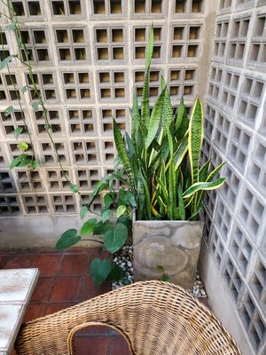  at Downtown - Vegan Garden Restaurant in Chiang Mai