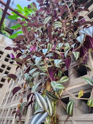  at Downtown - Vegan Garden Restaurant in Chiang Mai