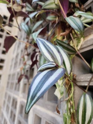  at Downtown - Vegan Garden Restaurant in Chiang Mai