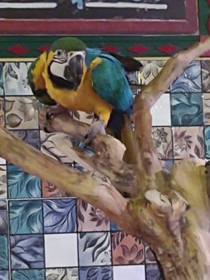  at Blue Parrot Mexican Grill in Da Lat