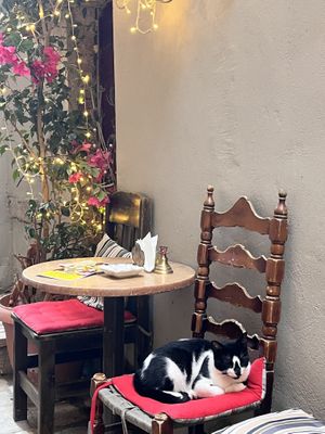 Kitten  at Bizou Cafe in Corfu