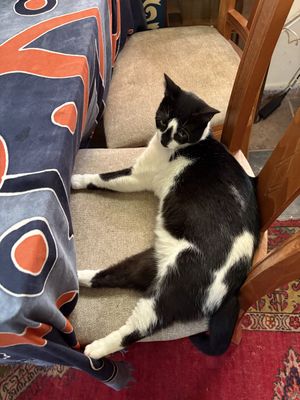 Street cat that everyone in the alley feed and looks after   at Bizou Cafe in Corfu