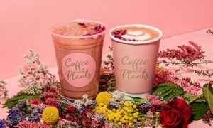  at Coffee And Plants in Pasadena