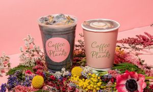  at Coffee And Plants in Pasadena