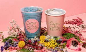  at Coffee And Plants in Pasadena