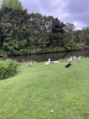 The wonderful scenery!   at Plough & Feather in Kerikeri