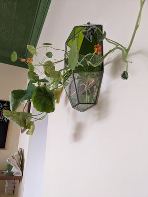  at Forest in Auckland