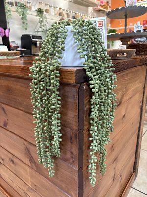 Counter plant  at Inika Foods in Wilton Manors