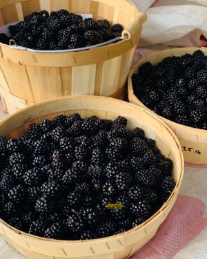 . at Cary Downtown Farmers Market in Cary