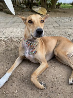 Cute buddie   at Moochie's Cafe in Weligama