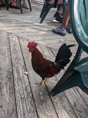Hang with the chickens at Old Town Mexican Cafe in Key West