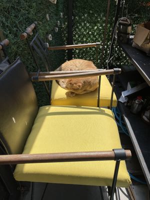 kitty  at Limonita Cafe in Istanbul