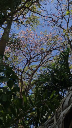 view from garden seating area  at Simon Says  in San Juan Del Sur