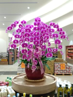 盆栽 at Chóng Dé Fā Shū Shí 崇德發蔬食 in New Taipei City