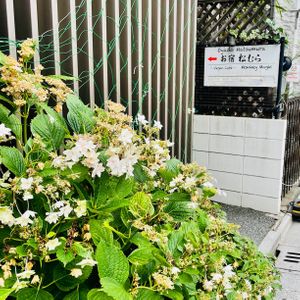  at Veganic Monkey Magic 浅草 in Tokyo