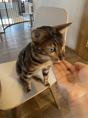 Die Katzen  at Katzentempel in Regensburg