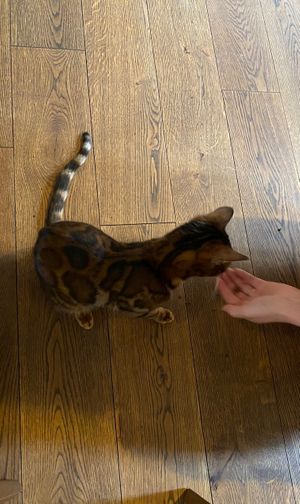 Bei der Fütterung  at Katzentempel in Regensburg