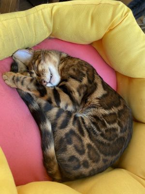 Überall süße Katzen  at Katzentempel in Regensburg
