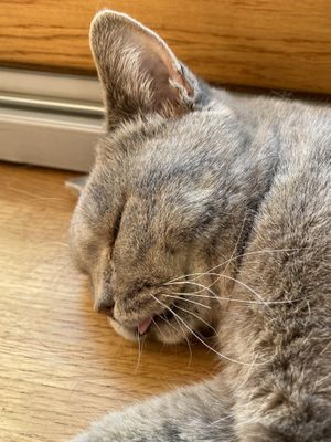 Lassen sich in der Regel alle streicheln  at Katzentempel in Regensburg