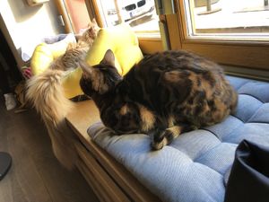 Innenraum mit Katzen at Katzentempel in Regensburg