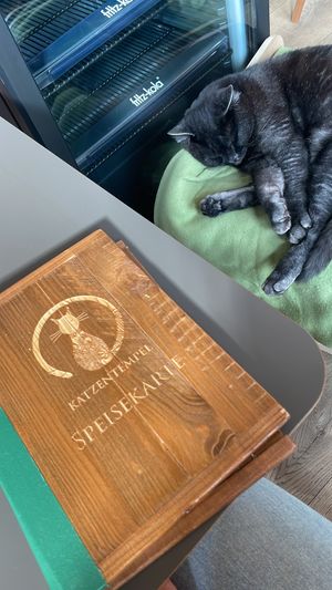 Eine der sechs süßen Tempelkatzen 💚  at Katzentempel in Regensburg