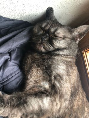   at Katzentempel in Regensburg