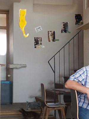 Location at Katzentempel in Regensburg