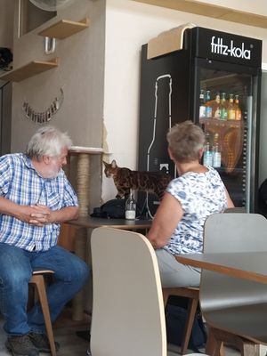 Cats at Katzentempel in Regensburg
