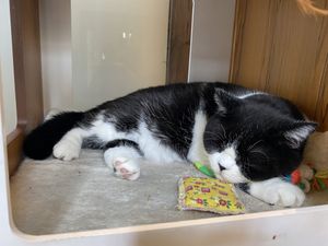   at Katzentempel in Regensburg