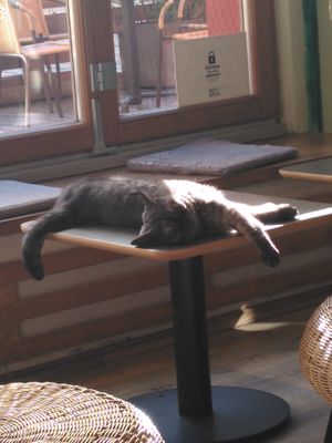  at Katzentempel in Regensburg