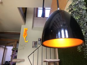 Certainly a Cat Temple! Meow 😻   at Katzentempel in Regensburg