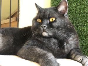 A purfect photo of Phantom. 😻  at Katzentempel in Regensburg