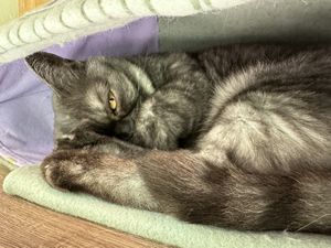 cat  at Katzentempel in Regensburg