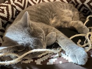 cat  at Katzentempel in Regensburg