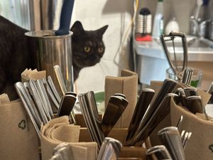 kitchen cat  at Katzentempel in Regensburg