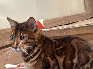 cat  at Katzentempel in Regensburg