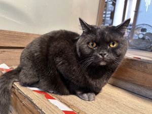 cat  at Katzentempel in Regensburg